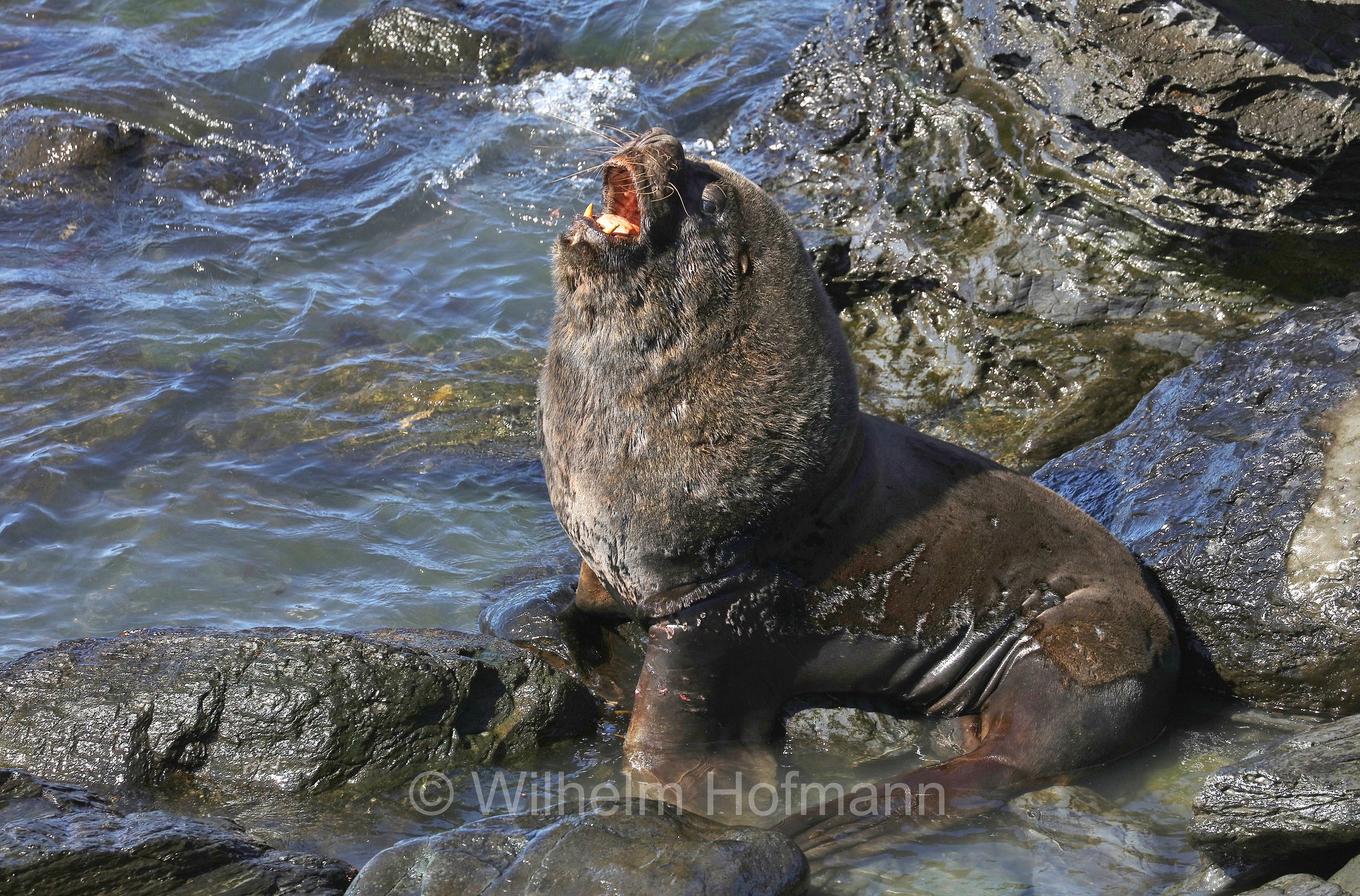 South American sea lion, southern sea lion, Patagonian sea lion, Mähnenrobbe, Patagonischer Seelöwe, Südamerikanischer Seelöwe, leone marino sudamericano, leone marino meridionale, Otaria flavescens, ﻿Südlicher See-Elefant, elefante marino meridionale, Mirounga leonina, Sealion Island, Sea Lion Island, Isla de los Leones Marinos, Falkland Islands, Falklandinseln, Isole Falkland