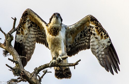 Osprey (Fiske&oslash;rn) &ndash; Sarpsborg, Norway | 2026