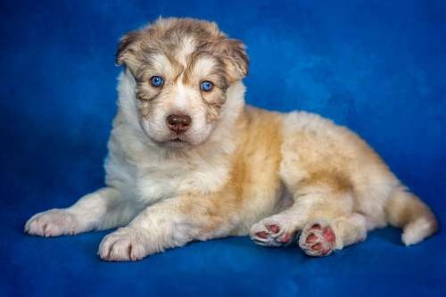 Puppy Package