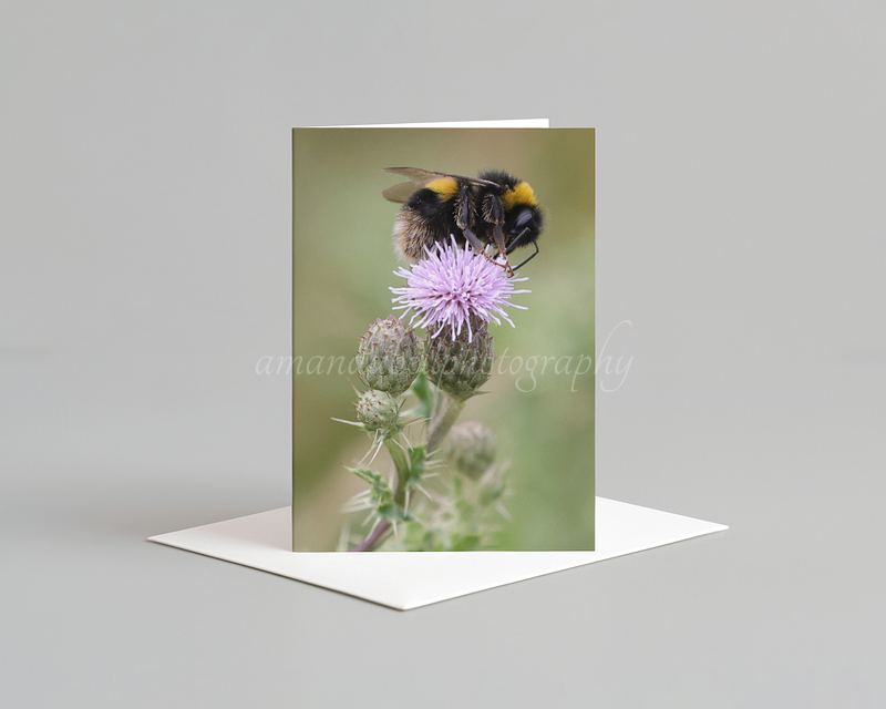 Bee Card Pack