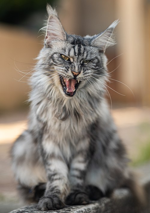 Portrait d'un chat Maine Coon en lumière naturelle dans le Var