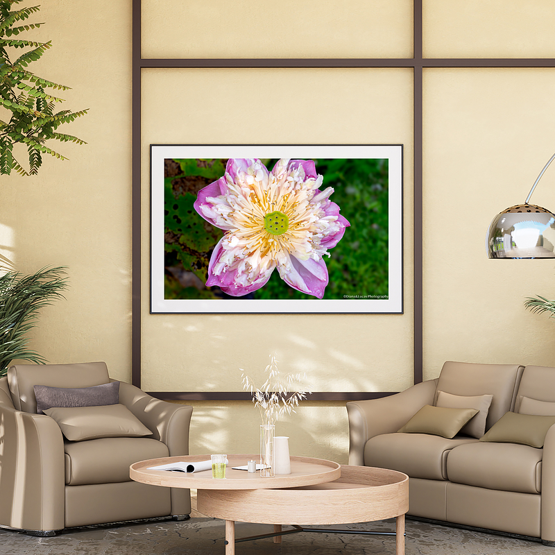 THE ONE - WILDLIFE & NATURE - "Water Lilly" - LIMITED EDITION 3 of 5