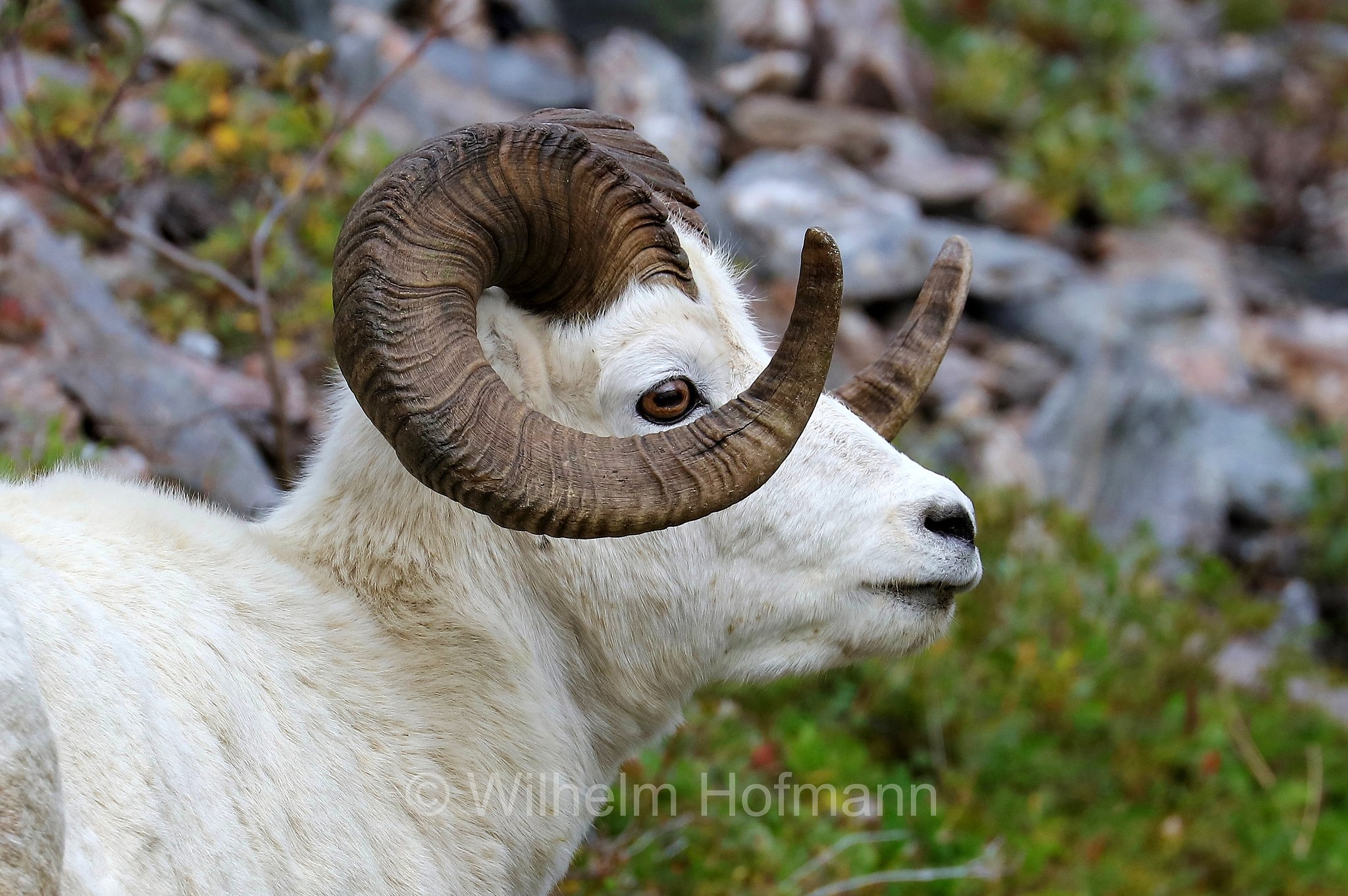 Ovis dalli, Dall sheep, thinhorn sheep, Dall-Schaf, Alaska-Schneeschaf, bighorn bianco, pecora di Dall, ariete di Dall, Savage Canyon, Denali National Park, Denali National Park and Preserve, Denali-Nationalpark, Parco nazionale del Denali, Alaska, USA