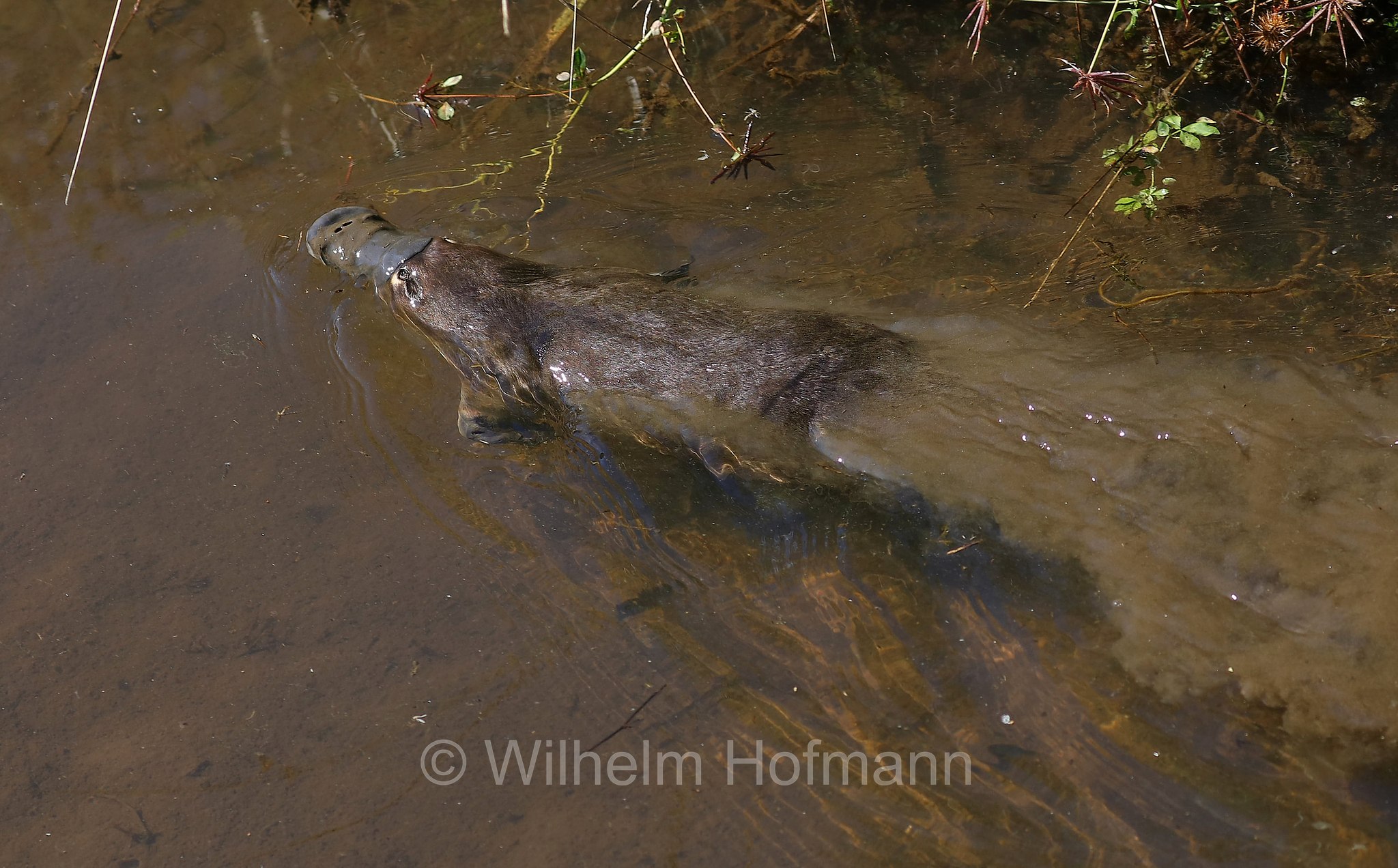 platypus, duck-billed platypus, Schnabeltier, ornitorinco, platipo, Ornithorhynchus anatinus, Tasmanian Arboretum, Tasmania, Tasmanien, Australia, Australien