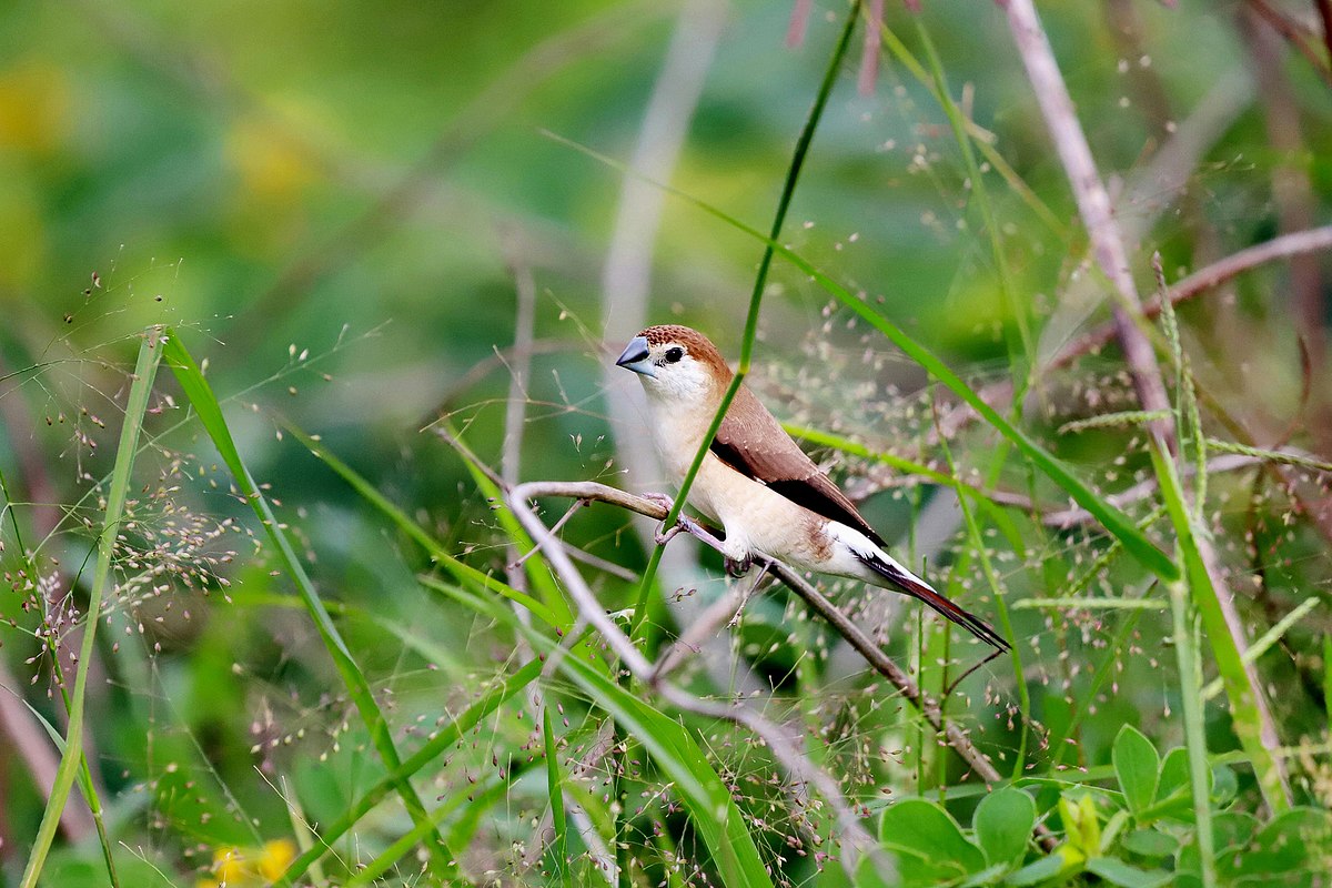 Indian Silverbill