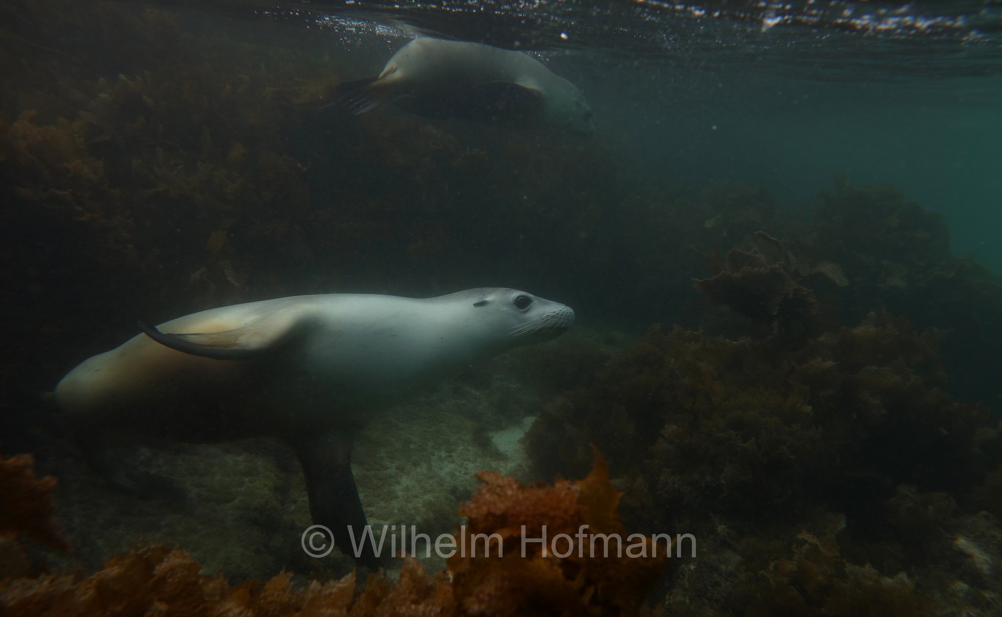 Australian sea lion, Australian sea-lion, Australian sealion, Australischer Seelöwe, leone marino australiano, Neophoca cinerea, Memory Cove, Lincoln National Park, Lincoln-Nationalpark, parco nazionale Lincoln, Eyre Peninsula, Eyre-Halbinsel, Penisola di Eyre, South Australia, Südaustralien, Australia Meridionale, Australia, Australien