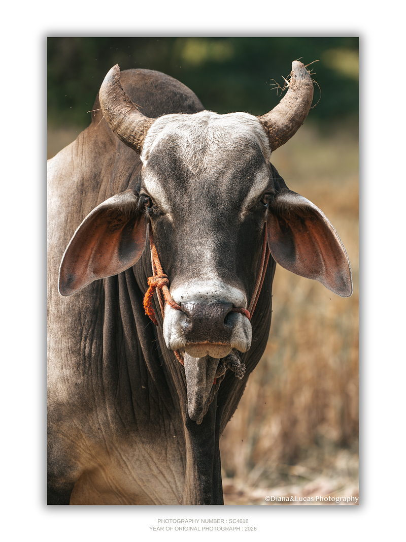 COLLECTION - GIANTS OF THE LAND VERTICAL - "The Stare" - LIMITED EDITION 10 of 10
