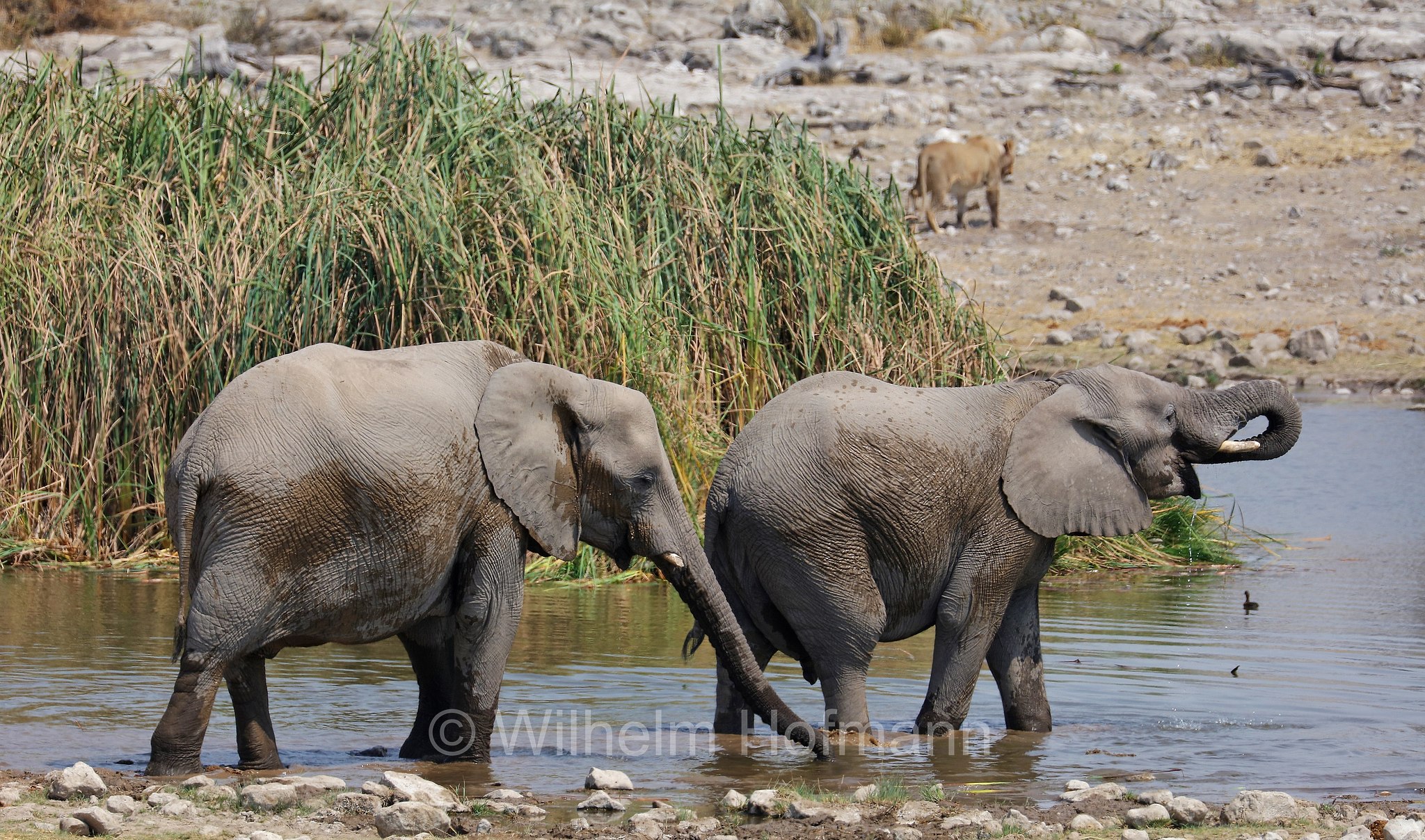 African bush elephant, African savanna elephant, Afrikanischer Elefant, Afrikanischer Buschelefant, Afrikanischer Savannenelefant, Afrikanischer Steppenelefant, elefanto africano, elefanto africano di savana, Etosha-Nationalpark, Etosha National Park, parco nazionale d'Etosha, Namibia