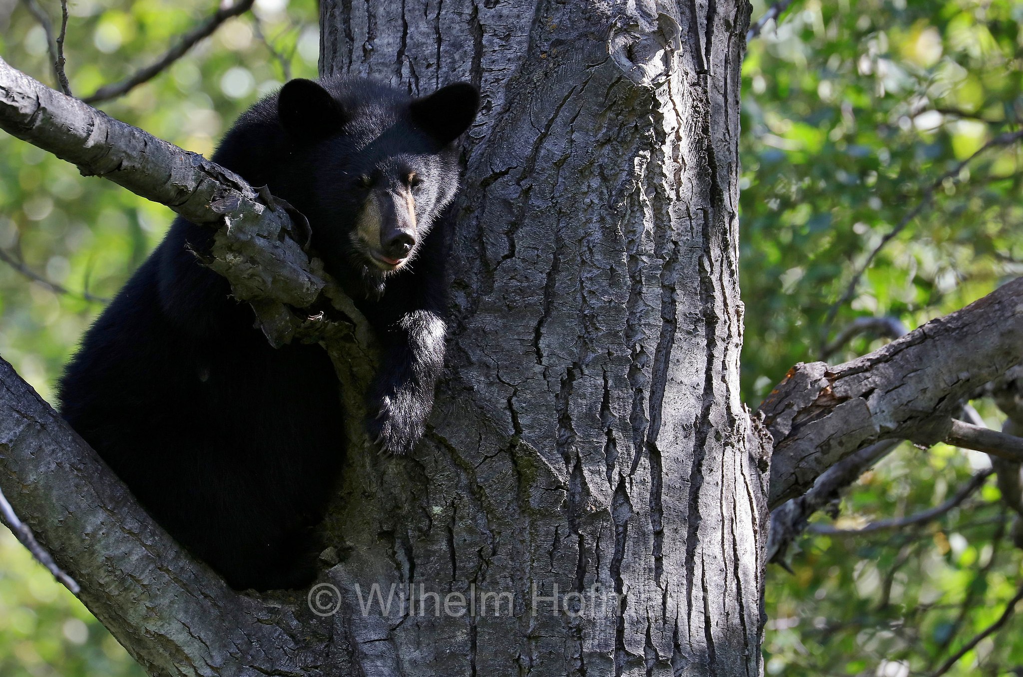 Ursus americanus, American black bear, black bear, Amerikanischer Schwarzbär, Baribal, orso nero, baribal, Eklutna Lake, Lago Eklutna, Chugach State Park, Parco statale di Chugach, Alaska, USA