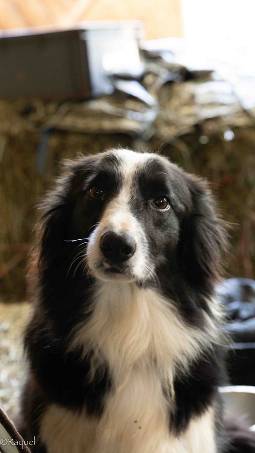 Portrait d’un Border Collie réalisé en lumière naturelle à la Bergerie de La Londe-les-Maures.