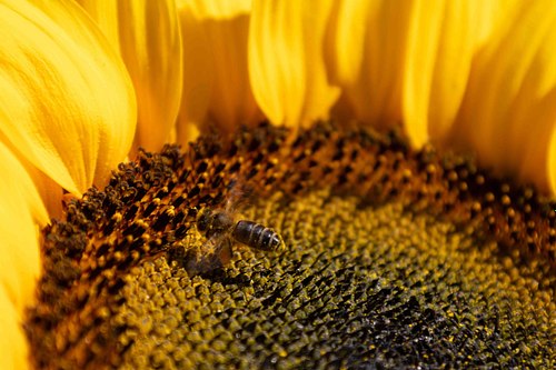 Abeille butinant le cœur d’un tournesol à Carqueiranne.