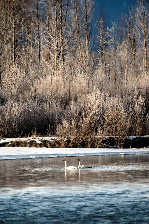 swan