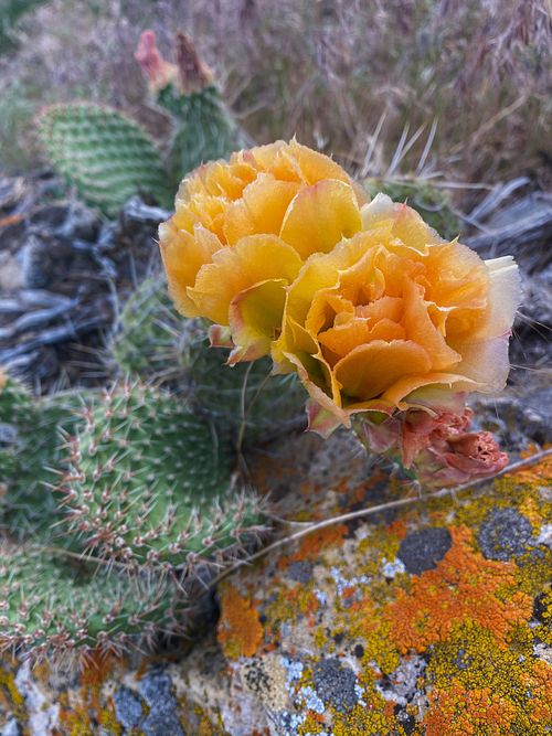 Ute Trail Cactus