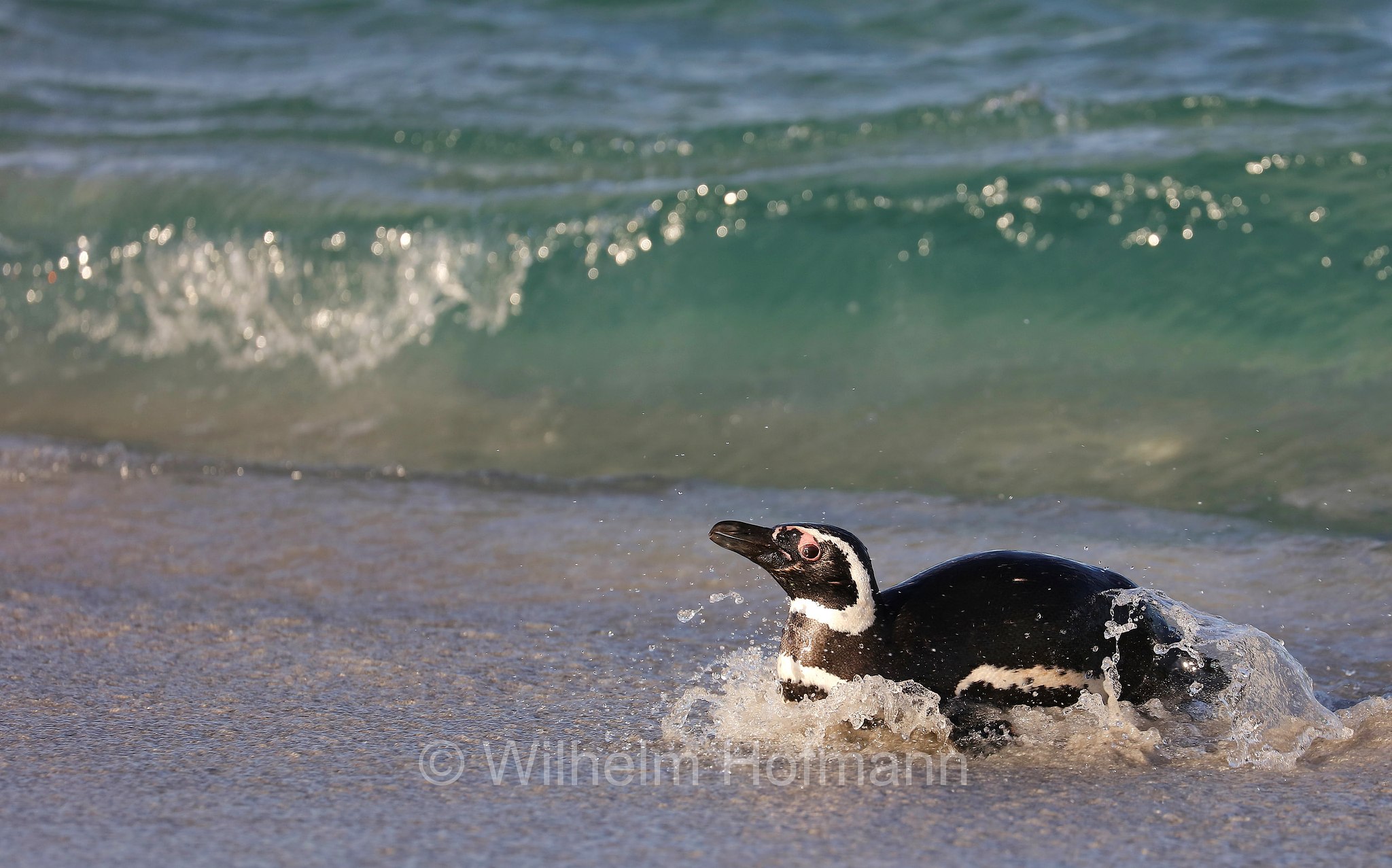 Magellanic penguin, Magellanpinguin, Pinguino di Magellano, Spheniscus magellanicus, Bleaker Island, Isla María, Falkland Islands, Falklandinseln, Isole Falkland