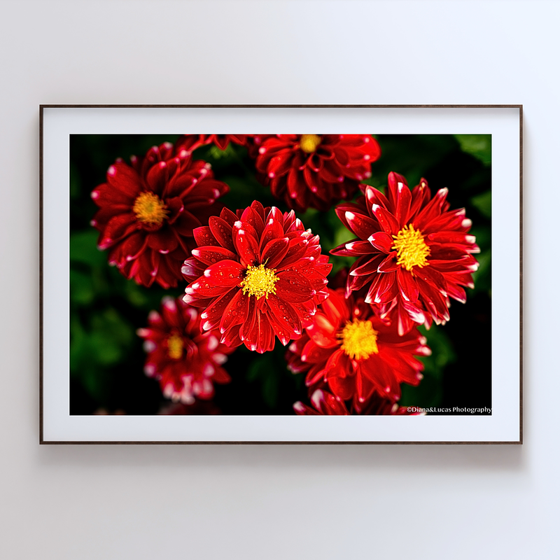 THE ONE - WILDLIFE & NATURE - "After the Rain" - LIMITED EDITION 5 of 5