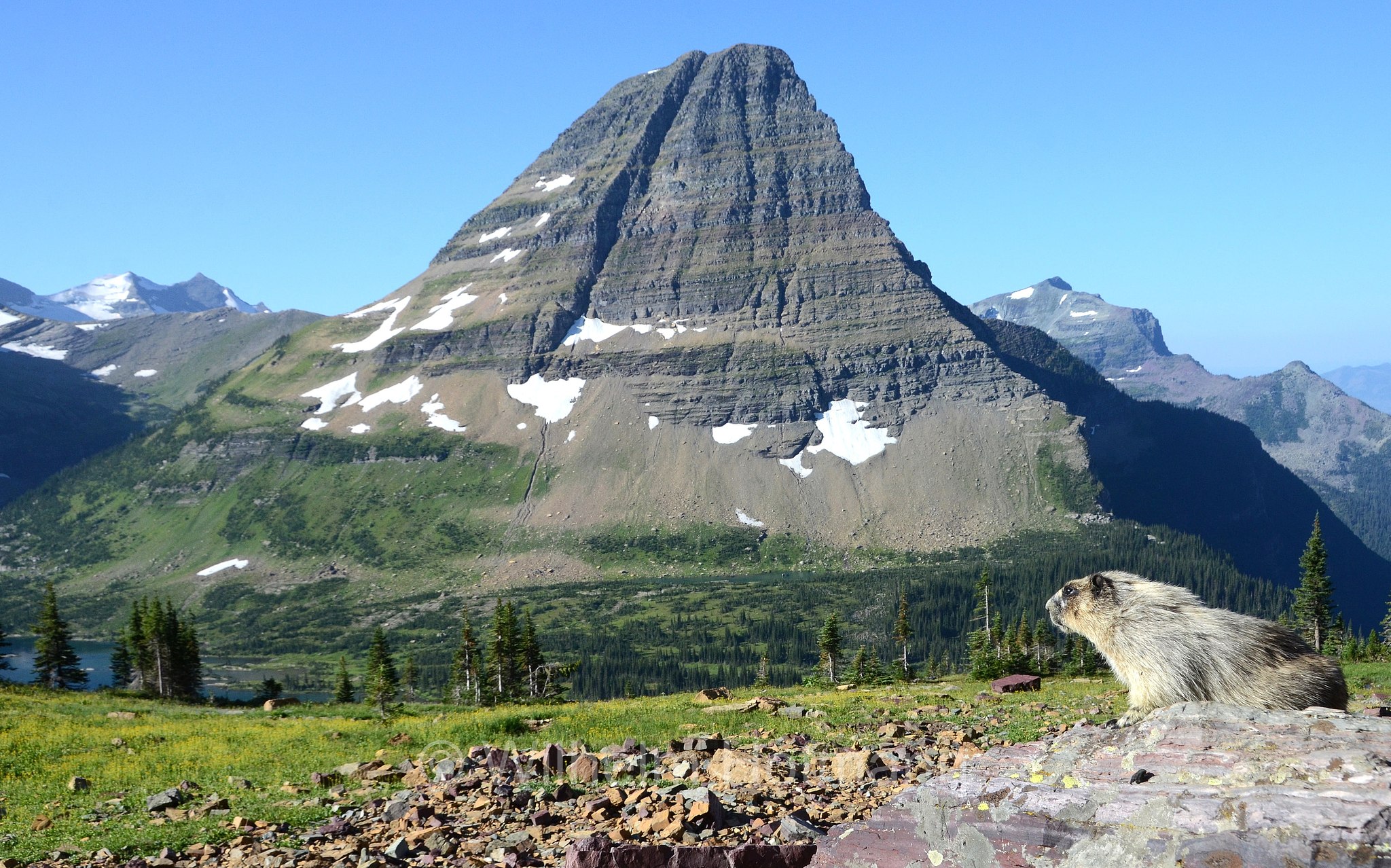 Marmota caligata, hoary marmot, Eisgraues Murmeltier, marmotta delle Montagne Rocciose, Hidden Lake Pass, Bearhat Glacier, Glacier National Park, Glacier-Nationalpark, parco nazionale dei ghiacciai, Montana, USA