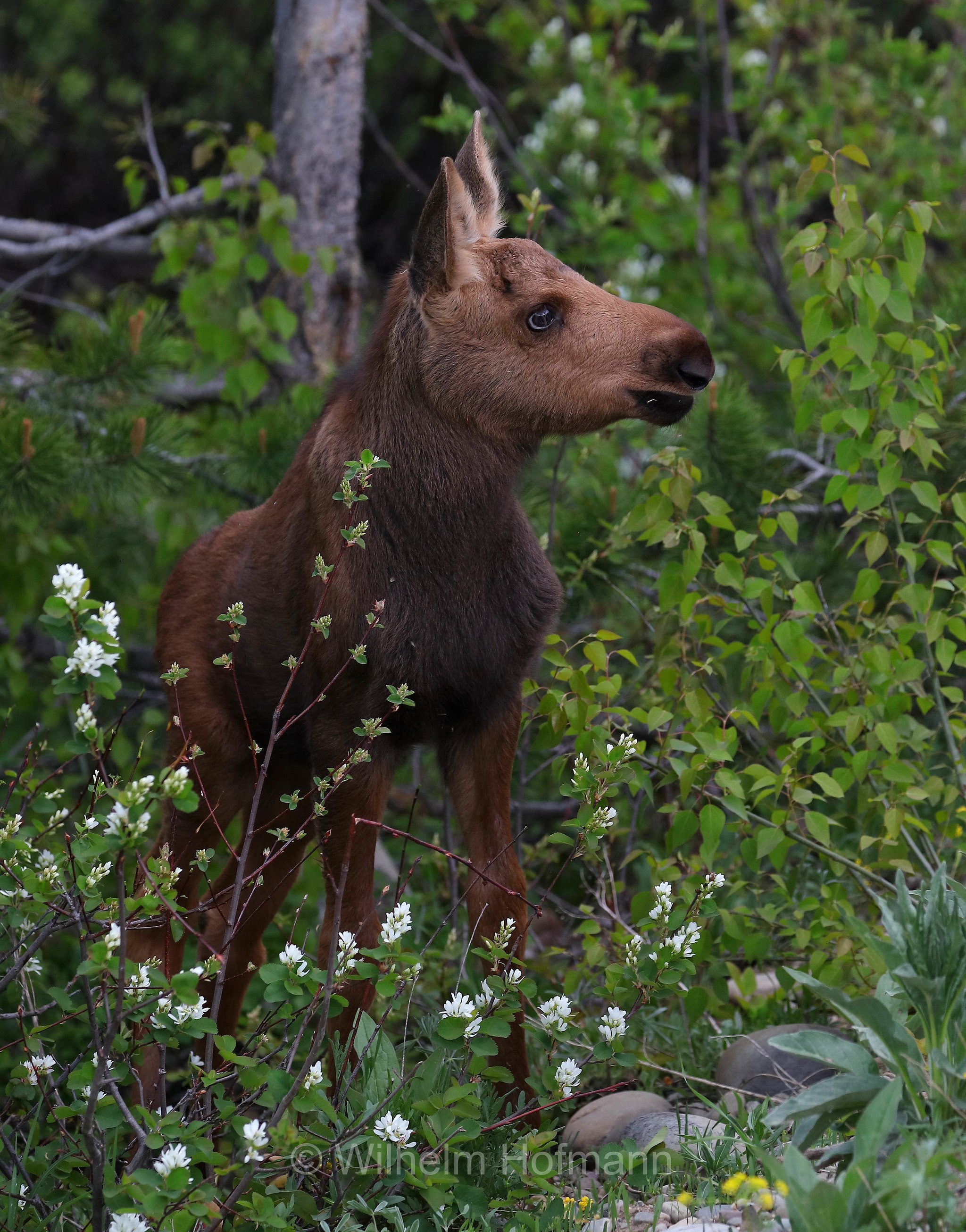 Shiras moose, Wyoming moose, Yellowstone moose, Yellowstone-Elch, Shiraz-Elch, Wyoming-Elch, alce di Shiras, Alces alces shirasi, Taggart Creek, Grand Teton National Park, Grand-Teton-Nationalpark, parco nazionale del Grand Teton, Wyoming, USA