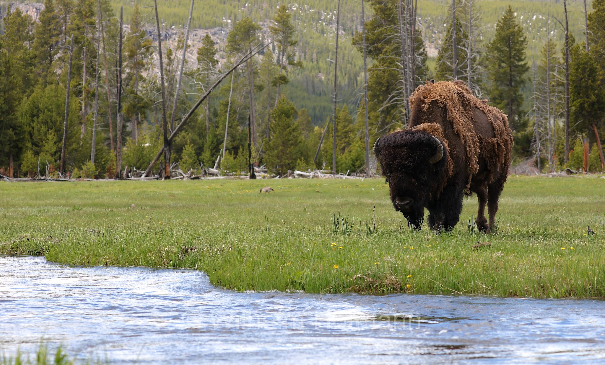 Plains bison, Präriebison, bisonte delle pianure, Bison bison bison, Yellowstone National Park, Yellowstone-Nationalpark﻿, parco nazionale di Yellowstone, Wyoming, USA