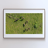 THE ONE - AERIAL PRINTS - "Wild Nature" - LIMITED EDITION 5 of 5
