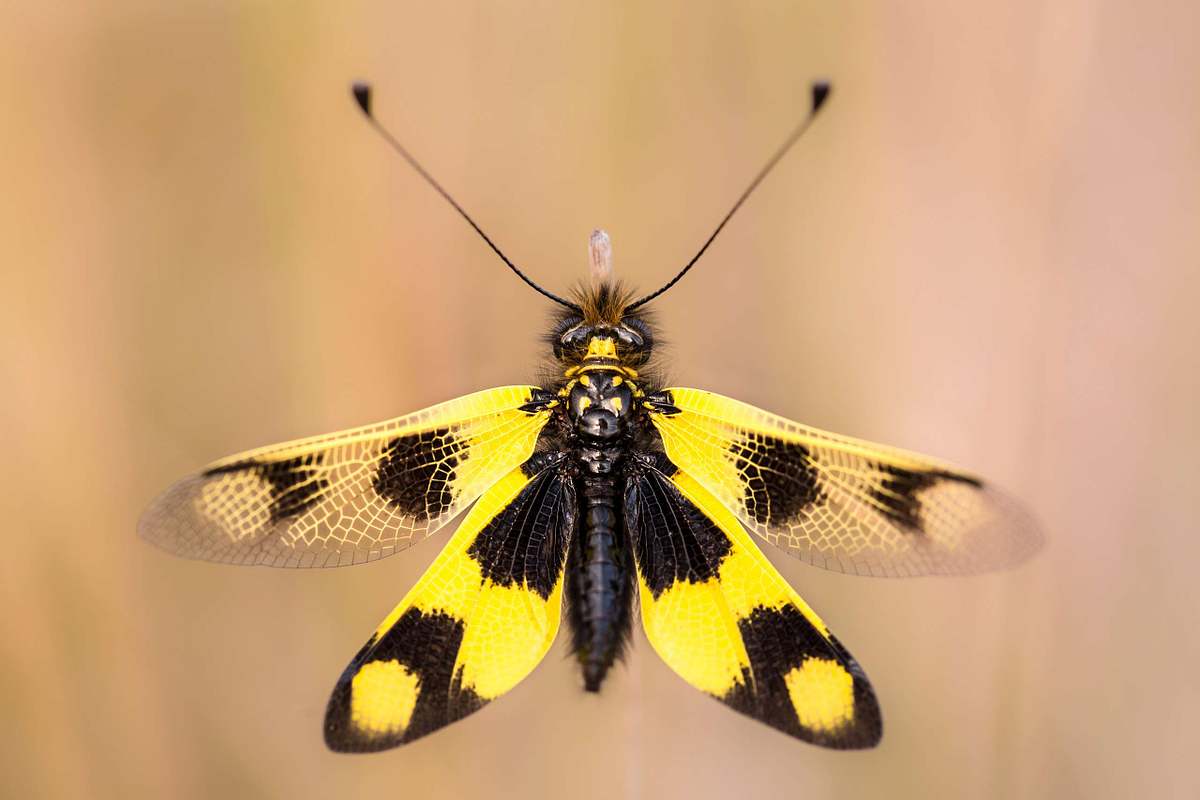 Insects Europe | BERNHARD SCHUBERT