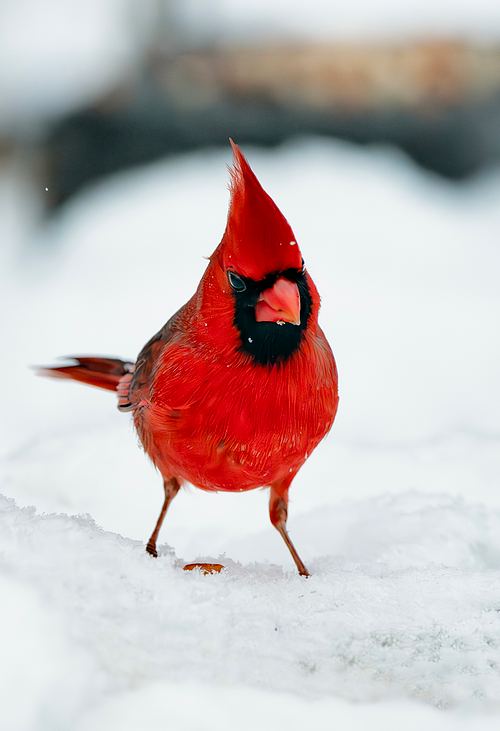 wildlife