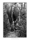 COLLECTION - GIANTS OF THE LAND VERTICAL - "The Back End" - LIMITED EDITION 10 of 10