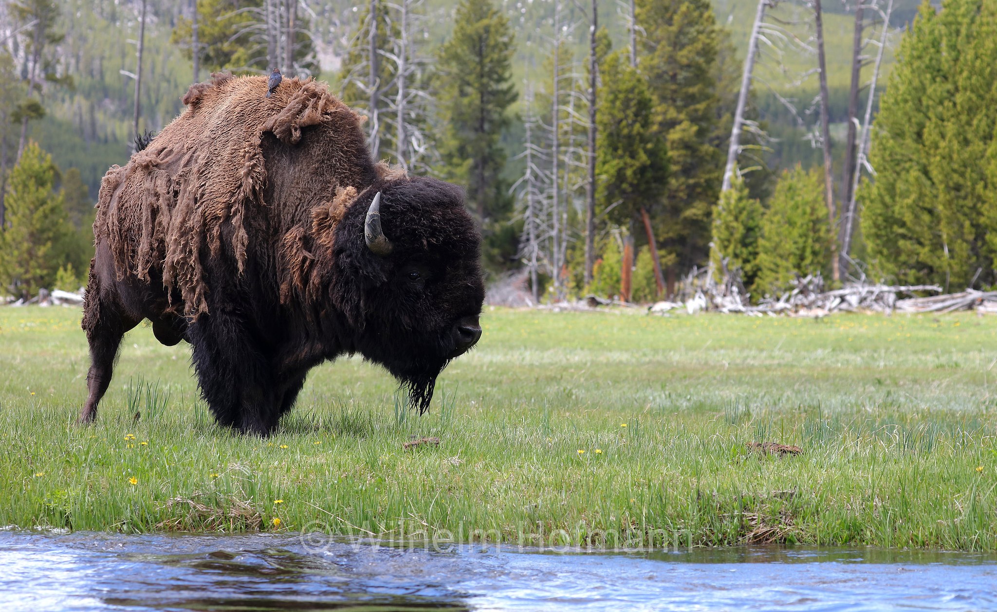 Plains bison, Präriebison, bisonte delle pianure, Bison bison bison, Yellowstone National Park, Yellowstone-Nationalpark﻿, parco nazionale di Yellowstone, Wyoming, USA