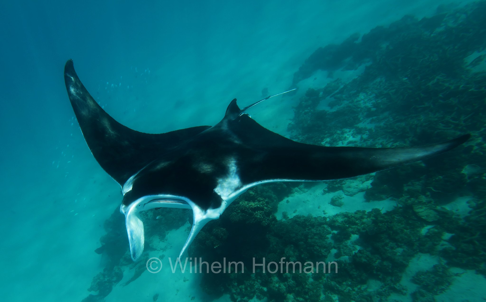 reef manta ray, Riffmanta, manta della barriera corallina, Mobula alfredi, Manta alfredi, Ningaloo Coast, Ningaloo Marine Park, Ningaloo Commonwealth Marine Reserve, Costa di Ningaloo, Western Australia, Westaustralien, Australia Occidentale, Australia, Australien