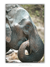 THE ONE - WILDLIFE & NATURE - "The Quiet Moment" - LIMITED EDITION 3 of 5