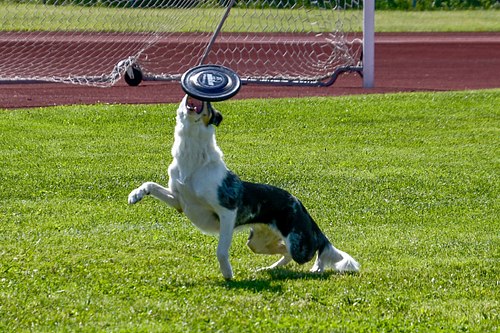 koerte frisbi voistlus 2026