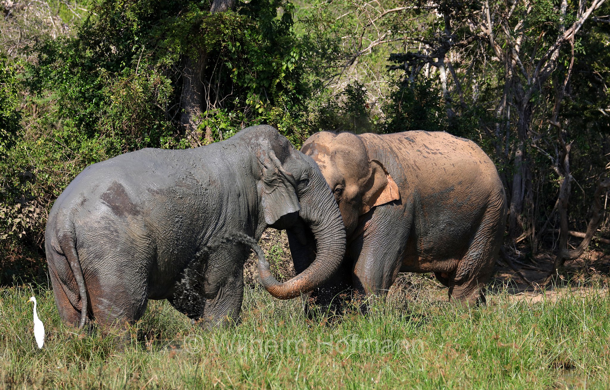 Sri Lankan elephant, Sri-Lanka-Elefant, Ceylon-Elefant, elefante dello Sri Lanka, Elephas maximus maximus, Sri Lanka, Bundala National Park, Bundala Nationalpark, Parco nazionale Bundala