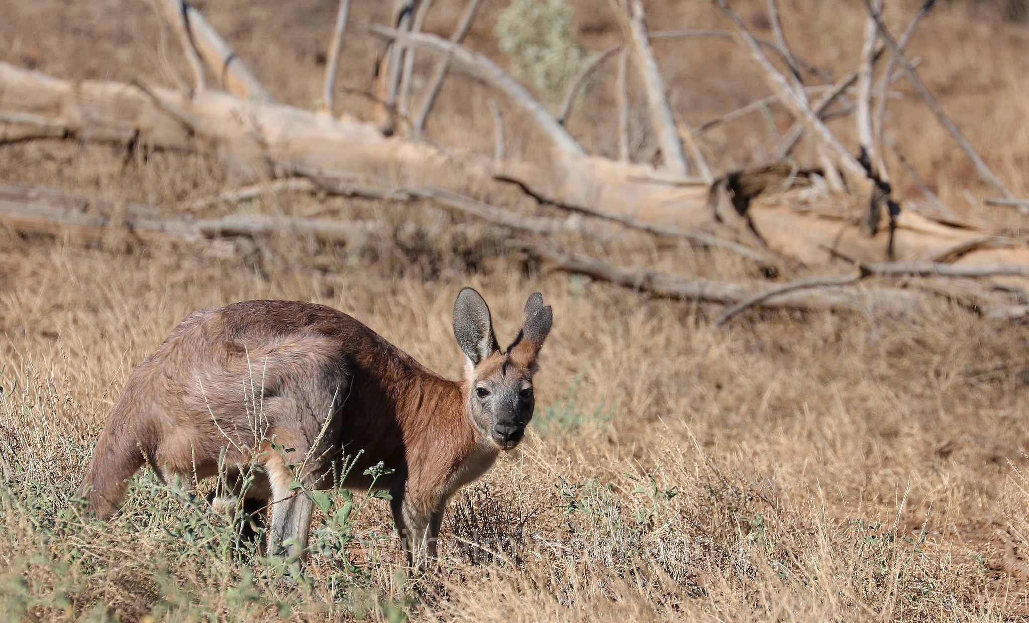 common wallaroo, euro, hill wallaroo, wallaroo, Bergkänguru, Wallaroo, canguro delle rocce, wallaroo robusto, Aroona Valley, Ikara–Flinders Ranges National Park, Ikara-Flinderskette-Nationalpark, parco nazionale Monti Flinders, South Australia, Südaustralien, Australia Meridionale, Australia, Australien