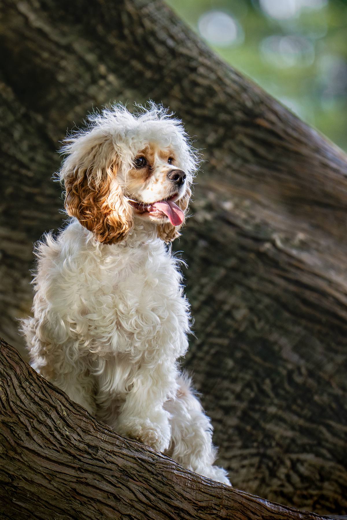 Cocker Spaniel sitting in a tree.