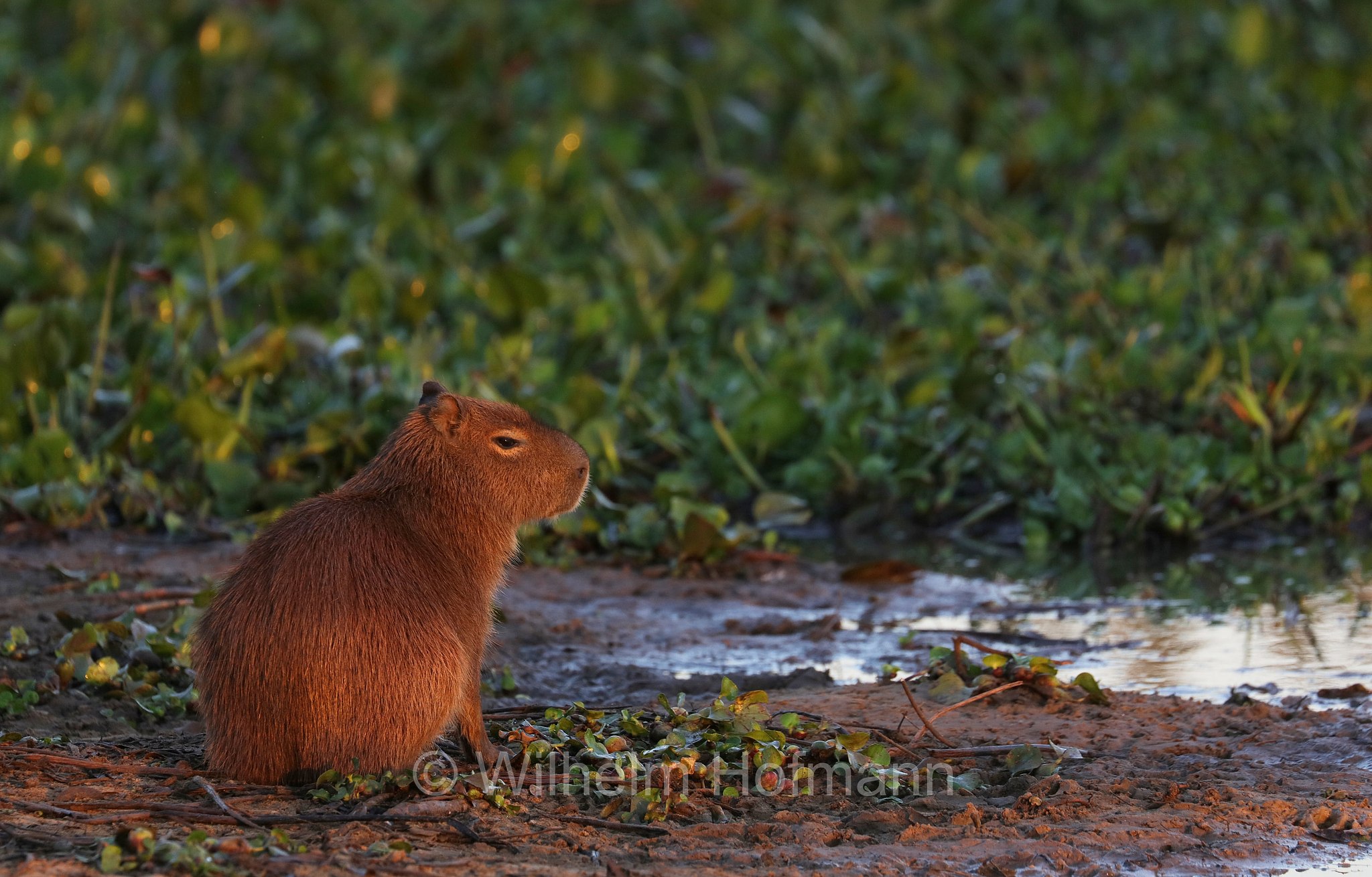 capybara, greater capybara, Wasserschwein, capibara, idrochéro, capivara, chigüire, nutriae, quiuit, chigüiro, fercho, carpincho, ronsoco, Hydrochoerus hydrochaeris, Pantanal, Mato Grosso, Brazil, Brasil, Brasile, Brasilien