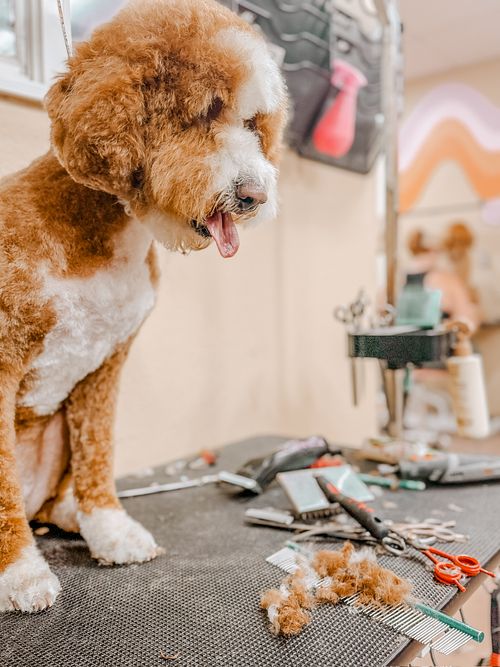 Pamper your furry friend