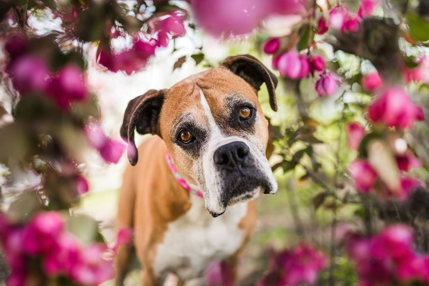 Calgary dog photographer with a flashy fawn boxer in a calgary dog park in cherry blossom season in Calgary