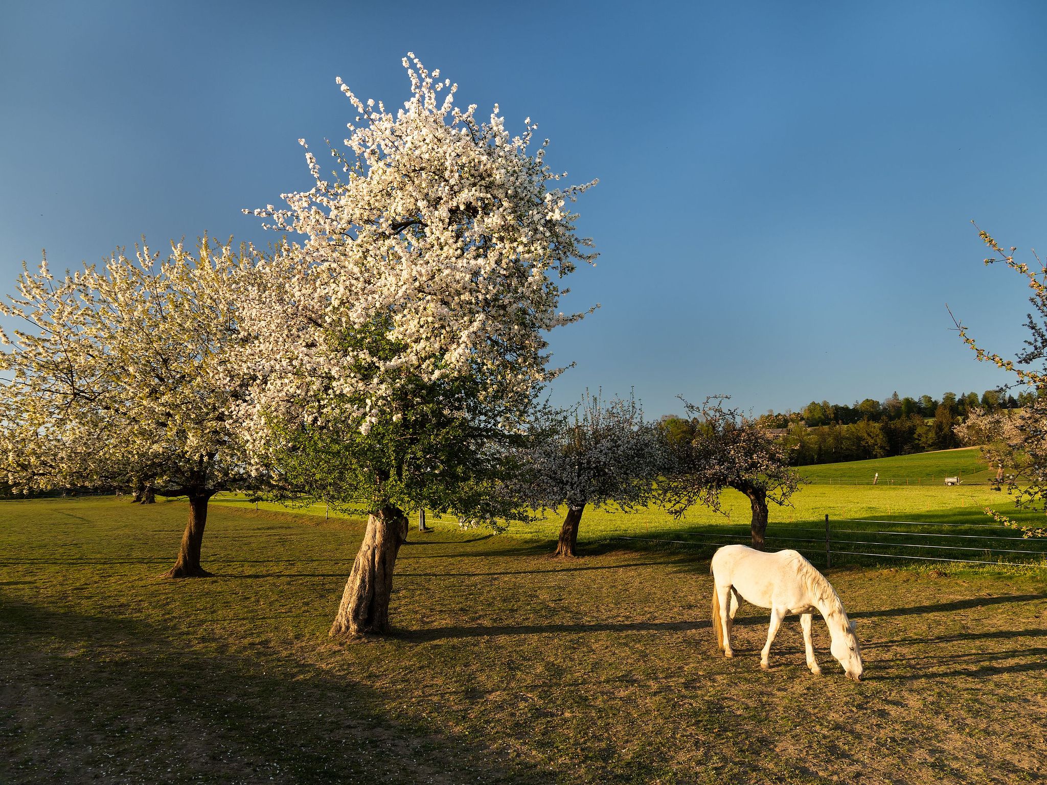 In Trachselwald