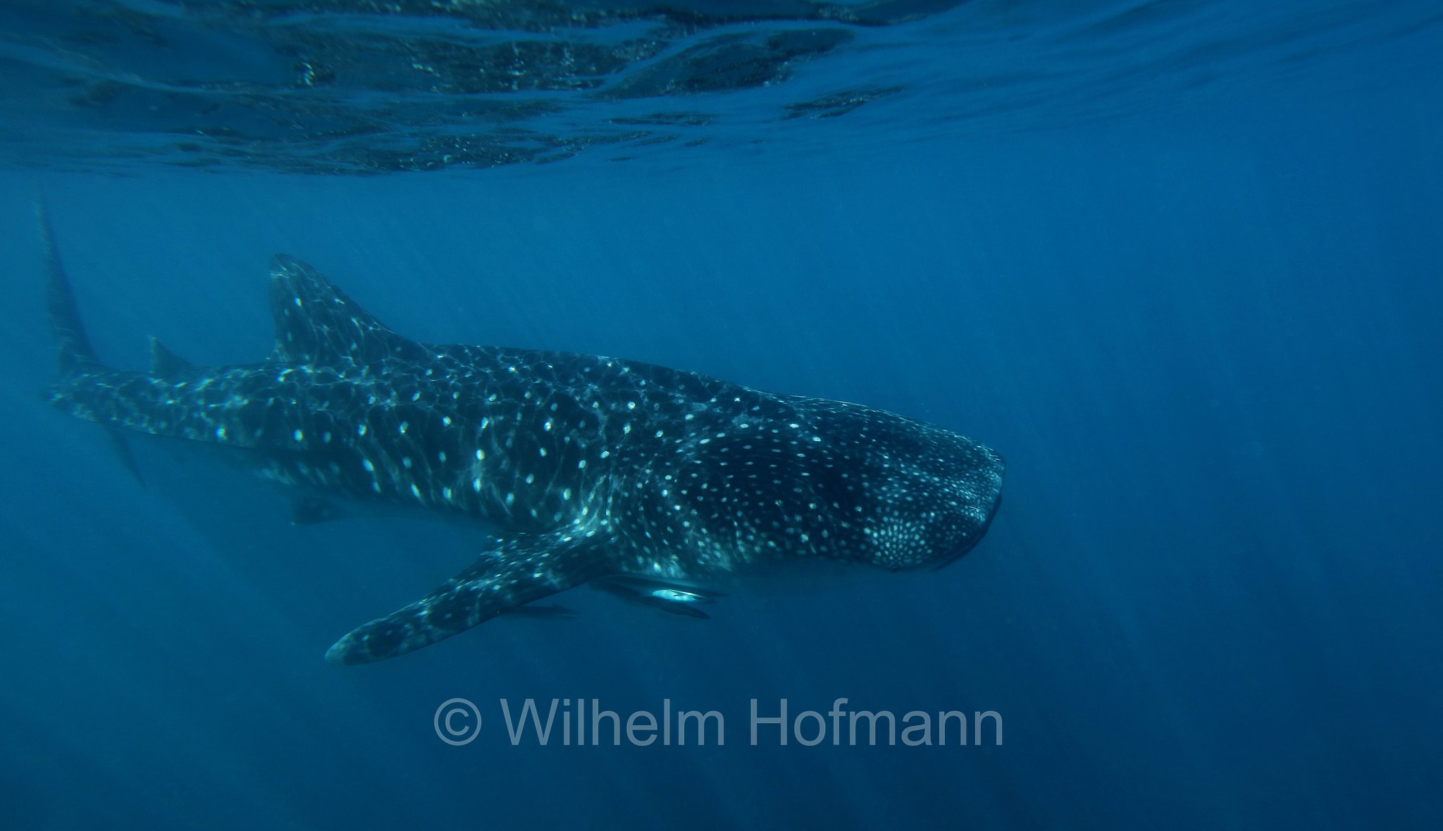 Whale Shark, Walhai, squalo balena, Rhincodon typus, Ningaloo Coast, Ningaloo Marine Park, Ningaloo Commonwealth Marine Reserve, Costa di Ningaloo, Western Australia, Westaustralien, Australia Occidentale, Australia, Australien