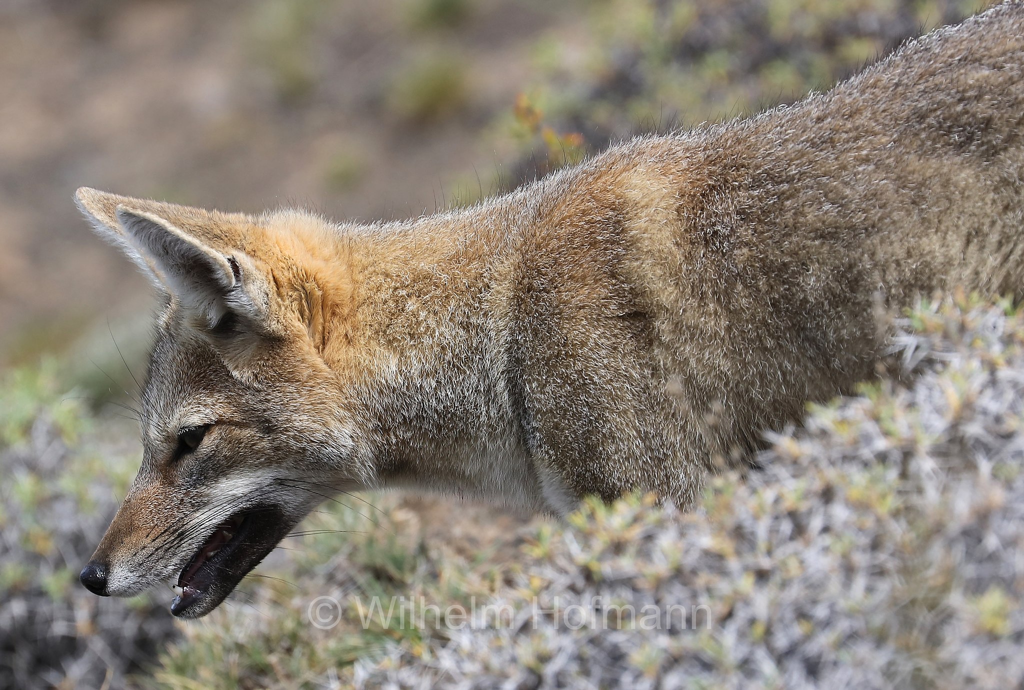 South American gray fox, South American grey fox, Patagonian fox, chilla, zorro gris, Argentinischer Kampfuchs, Patagonischer Fuchs, Grauer Andenfuchs, Chilla, chilla, volpe grigia sudamericana, volpe grigia argentina, Lycalopex griseus, Torres del Paine National Park, Patagonia, Patagonien, Chile, Cile