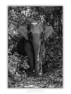 COLLECTION - GIANTS OF THE LAND VERTICAL - "Monumental" - LIMITED EDITION 10 of 10