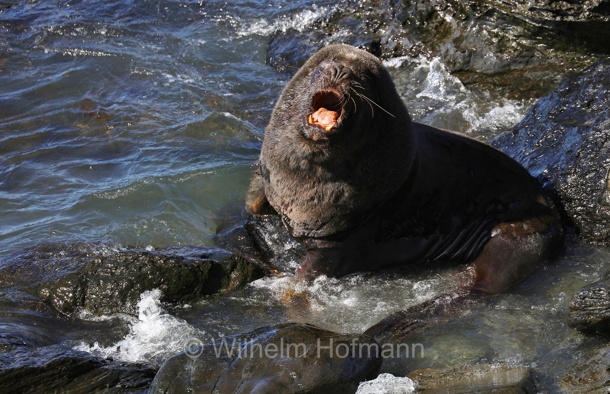 South American sea lion, southern sea lion, Patagonian sea lion, Mähnenrobbe, Patagonischer Seelöwe, Südamerikanischer Seelöwe, leone marino sudamericano, leone marino meridionale, Otaria flavescens, ﻿Südlicher See-Elefant, elefante marino meridionale, Mirounga leonina, Sealion Island, Sea Lion Island, Isla de los Leones Marinos, Falkland Islands, Falklandinseln, Isole Falkland
