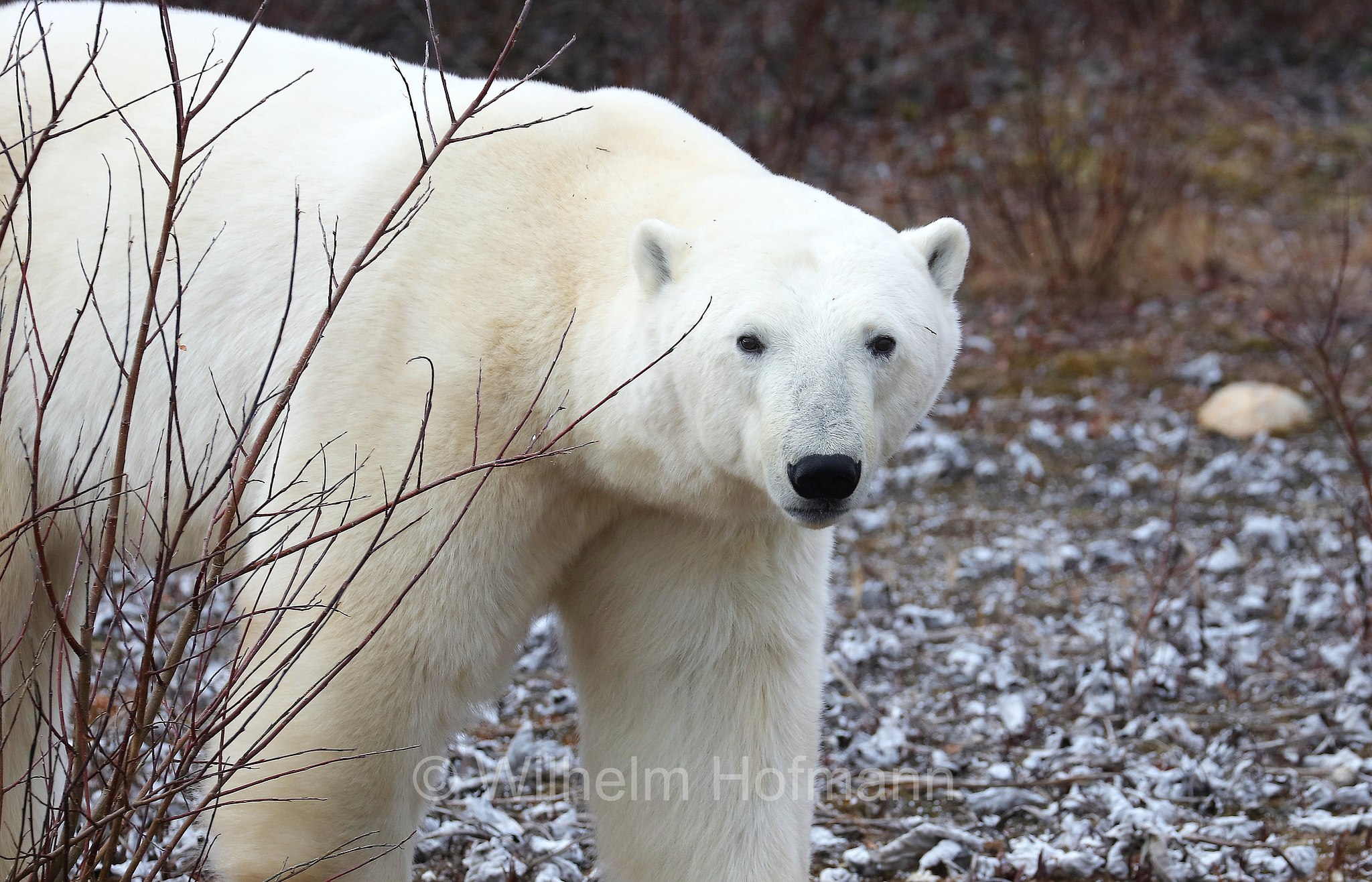 Ursus maritimus, polar bear, Eisbär, Polarbär, orso polare, orso bianco, Polar Bear Reserve, Churchill, Manitoba, Canada, Kanada