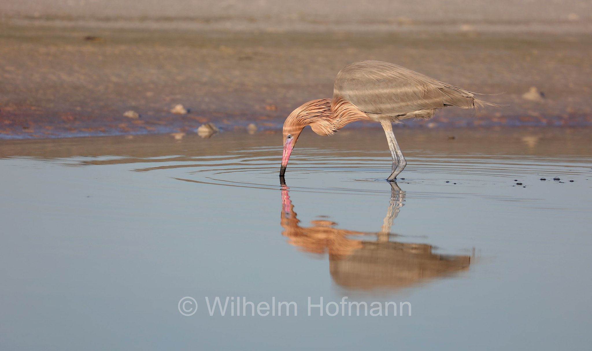 Egretta rufescens, reddish egret, Rötelreiher, garzetta rossastra, North Beach, Fort DeSoto Park, Florida, USA