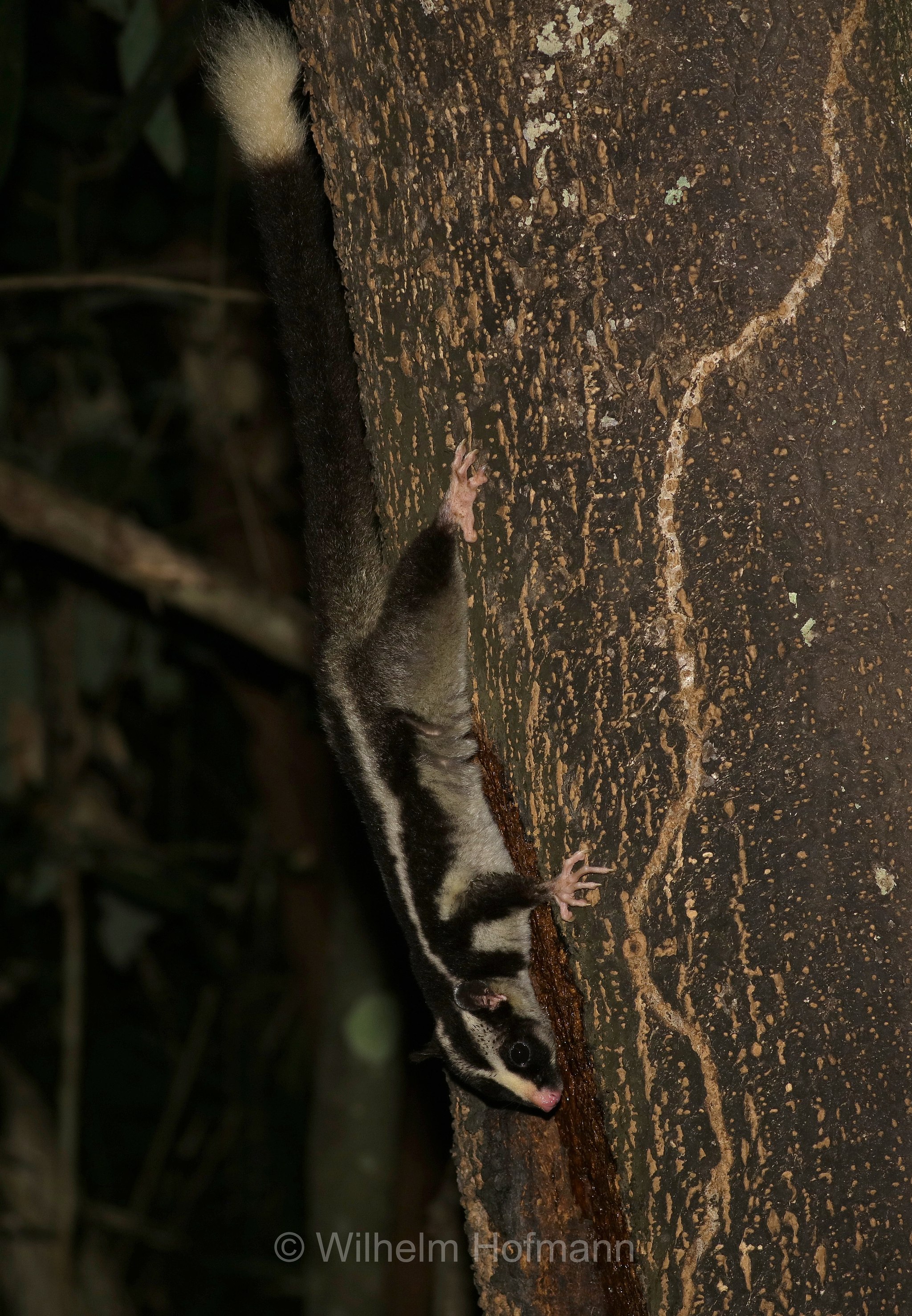 Dactylopsila trivirgata, striped possum, common striped possum, Großer Streifenbeutler, opossum striato grande, Crater Lakes National Park, Crater-Lakes-Nationalpark, Queensland, Australia, Australien