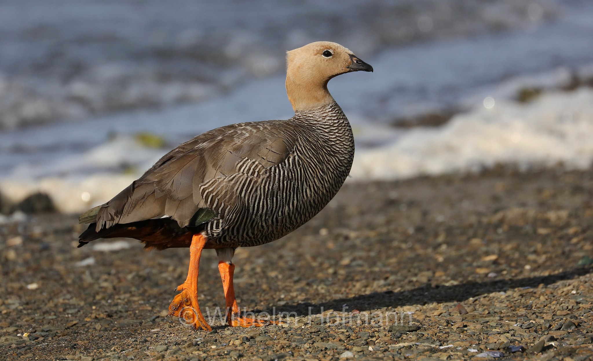 upland goose, Magellan goose, Magellangans, oca di Magellano, Chloephaga picta, East Falkland, Ostfalkland, Falkland Orientale, Isla Soledad, Falkland Islands, Falklandinseln, Isole Falkland