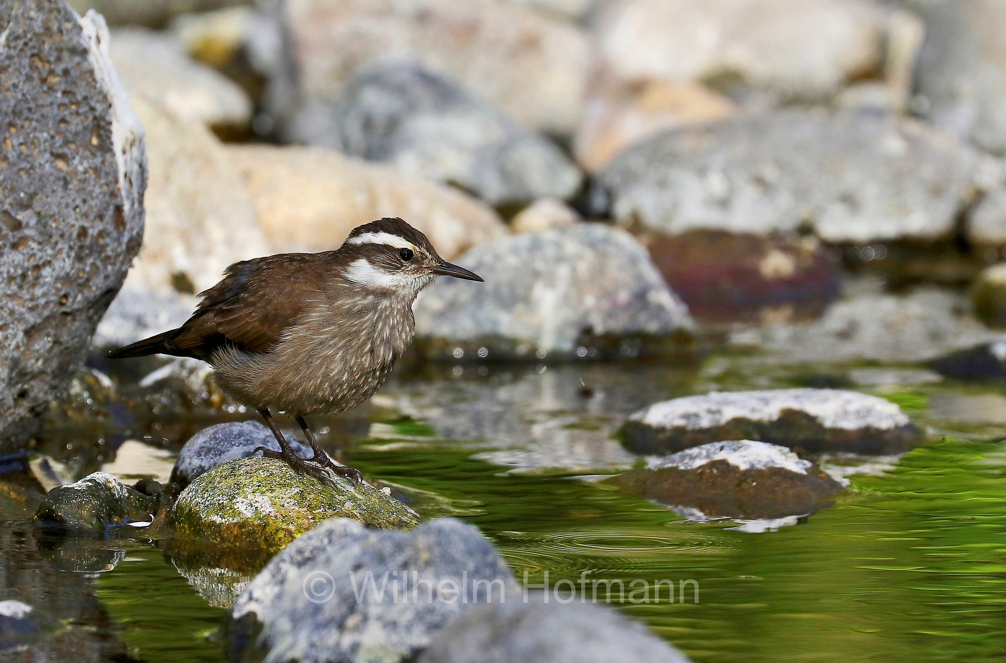 grey-flanked cinclodes, Oustalet's cinclodes﻿, Grauflanken-Uferwipper, cinclodes di Oustalet, Cinclodes oustaleti, Rio Pucón, Rio Minetue, Rio Menetue, Araucanía, Aurakarien, Patagonia, Patagonien, Chile, Cile
