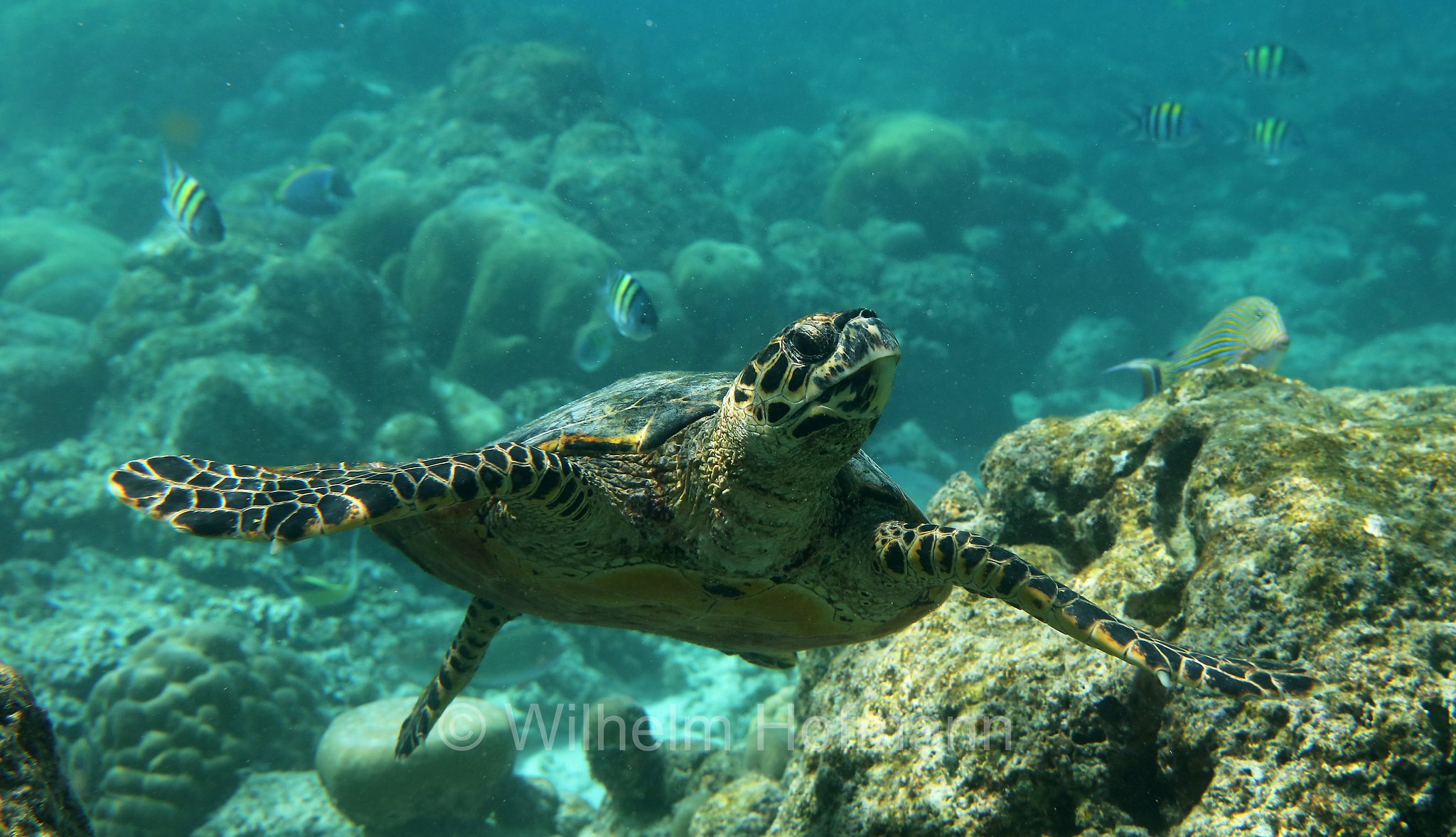 hawksbill sea turtle, Echte Karettschildkröte, tartaruga embricata, Eretmochelys imbricata, Maldives, Malediven, Maledive, Fihalhohi Island Resort