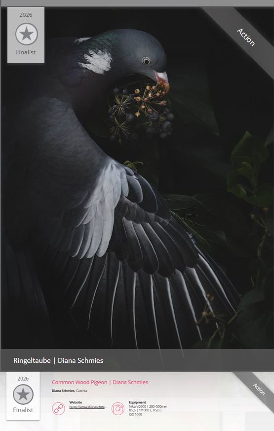 Finalist VOGELWARTE.CH
