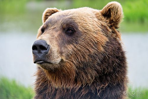 Taken at the animal conservatory near Seward, Alaska.