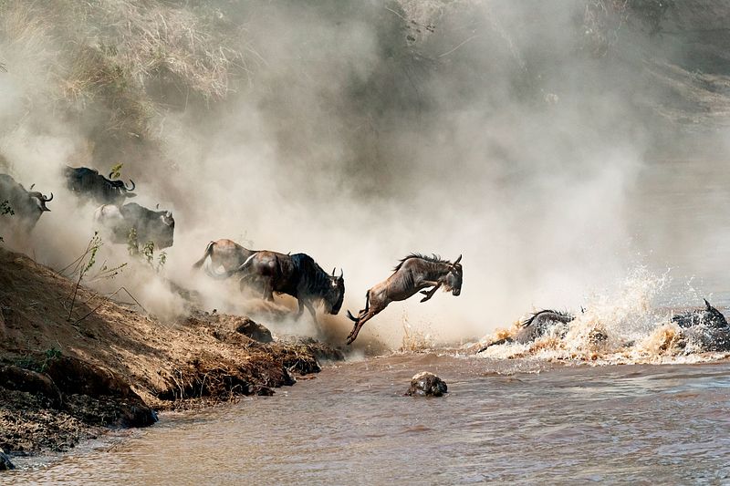 WILDLIFE